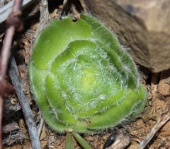 Crassula barbata barbata