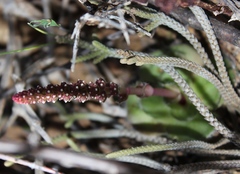 Crassula barbata barbata