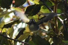 Hemitriccus granadensis