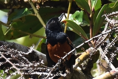 Diglossa gloriosissima