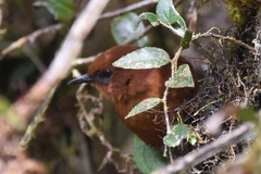 Cinnycerthia olivascens