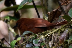 Cinnycerthia olivascens