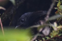 Scytalopus vicinior