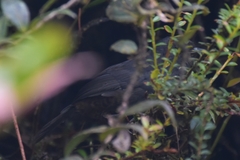Scytalopus vicinior