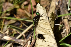 Gomphomacromia fallax