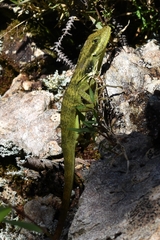 Anolis danieli