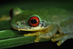 Duellmanohyla salvavida