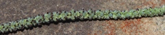 Crassula muscosa muscosa