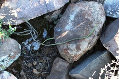 Crassula muscosa muscosa