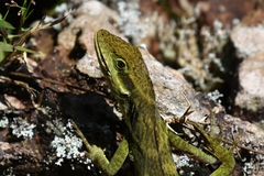 Anolis danieli