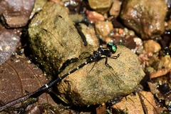 Gomphomacromia fallax