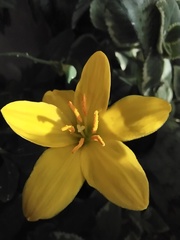 Zephyranthes citrina