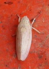 Prairiana