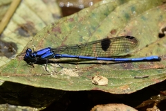 Argia medullaris