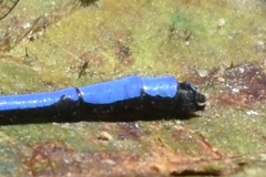 Argia medullaris