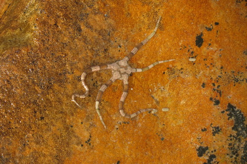 Ophiarachnella capensis