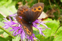 Erebia euryale
