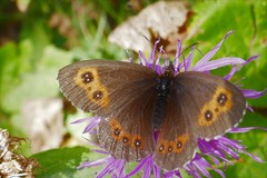 Erebia euryale