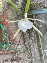 Brassavola