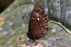 Pedaliodes phrasiclea