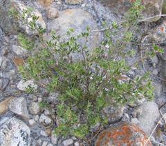Indigofera pilgeriana
