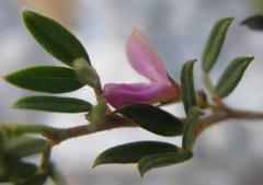 Indigofera pilgeriana