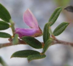 Indigofera pilgeriana