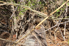 Narrow-Striped Mongoose photo 4