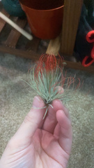 Tillandsia andreana