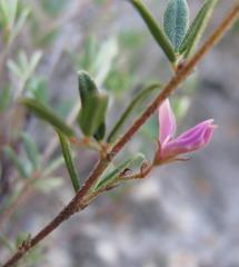 Indigofera pilgeriana