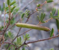 Indigofera pilgeriana