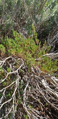 Threlkeldia diffusa