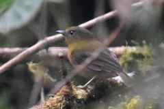 Pseudotriccus pelzelni