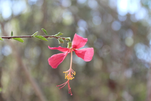 Hibiscus grandidieri var. manamboloensis image