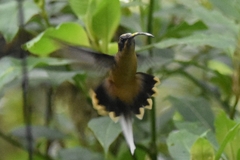 Phaethornis syrmatophorus