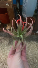 Tillandsia capitata