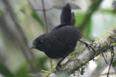 Scytalopus vicinior