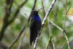 Urochroa bougueri