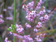 Erica uberiflora