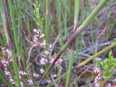 Erica uberiflora