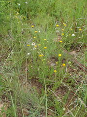 Nidorella podocephala