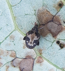 Tachyerges ephippiatus