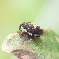 Tachyerges ephippiatus