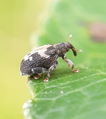Tachyerges ephippiatus