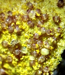 Chaetodactylus krombeini