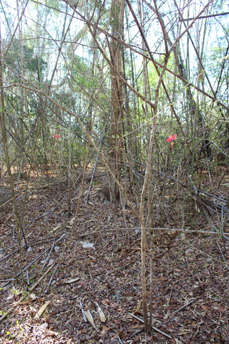 Hibiscus grandidieri, photograph 2