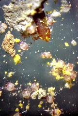 Chaetodactylus krombeini