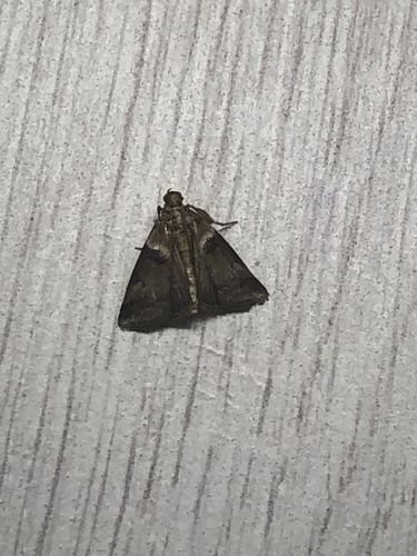 Scarce oak knot-horn, Siebengewaldseweg, Bergen, Limburg, NL, photo 10 of 10