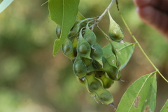Lonchocarpus mutans