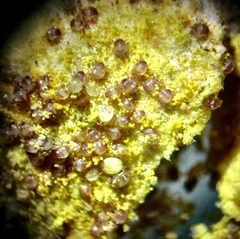 Chaetodactylus krombeini